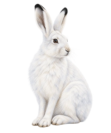 A white hare sits upright with long black-tipped ears and its front paws tucked close.